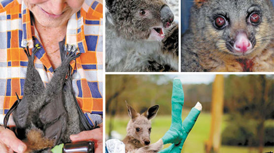 6개월간 지속된 호주 산불 공식 종료...수억 마리 동물 피해 남겨