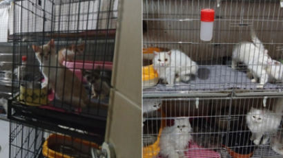 부산 주택서 철창 갇힌 고양이 400마리 발견…불법 사육 의혹
