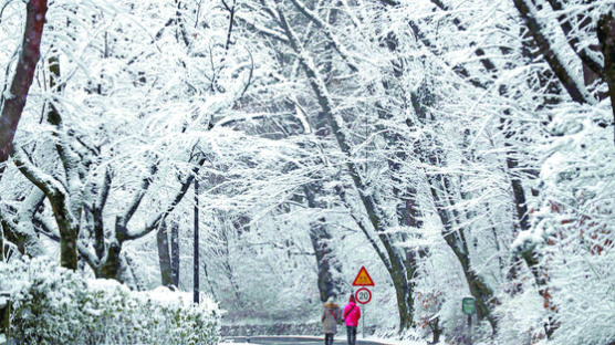 [한 컷] 설국(雪國)으로 변신한 남산