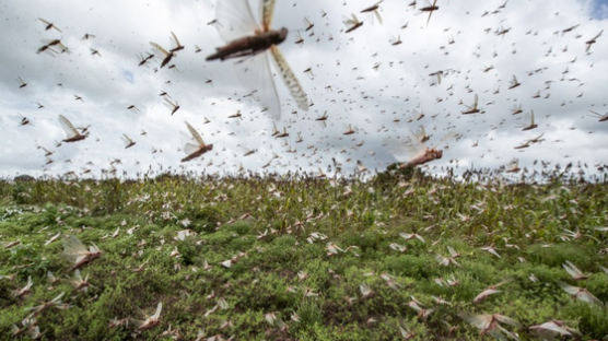 코로나보다 더 큰 공포? 4000억 메뚜기떼, 중국으로 접근 중