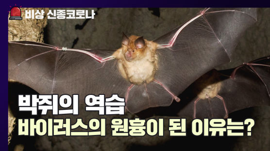 [영상]'1㎏ 만원' 똥도 귀한데···'코로나 숙주' 박쥐는 억울하다