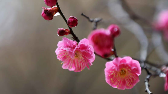 [서소문사진관]코로나19 공포에도 자연은 꽃 피웠다. 꽃샘추위 속 '서울의 봄'