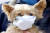 지난 1월28일 오전 경기도 평택항 국제여객터미널에서 한 강아지가 마스크를 쓰고 있다. [뉴스1]