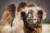 쌍봉낙타는 추위와 고산지대에 적응을 잘하며 물 없이도 잘 견딘다. 단봉낙타와 서식지는 다르지만 환경에 적응하는 능력과 인간사회에서 역할은 비슷하다. [사진 pixabay]
