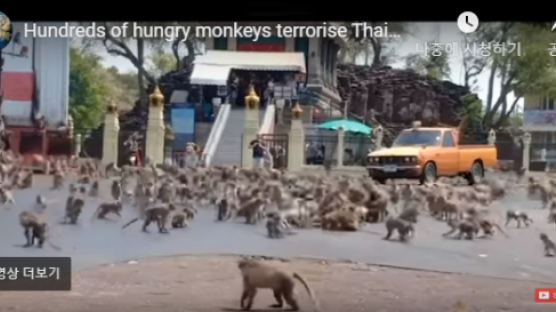 코로나 때문 관광객 줄어서?…태국서 원숭이 수백마리 '패싸움'
