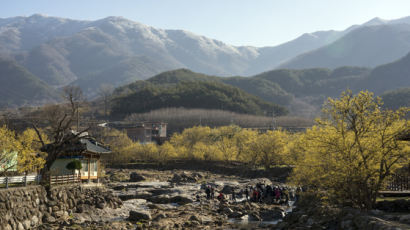 축제 사라진 남도의 봄…매화·산수유꽃은 피었네