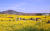 지난해 4월 4일 제주 서귀포시 표선면 조랑말체험공원 일원에서 열린 ‘제주 유채꽃축제’에서 관광객들이 유채꽃밭을 걸으며 즐거운 시간을 보내고 있다. [뉴스1]