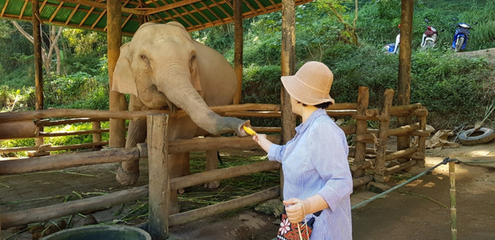 매사 코끼리 캠프에서 코끼리에게 바나나를 주고있다. 아기코끼리는 껍질을 까서 먹는다.