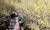 지난 19일 코로나19 사태 이후 전남 구례군 산수유마을 산책로를 사람이 줄어 한산한 모습을 보이고 있다. 프리랜서 장정필