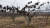 1월 6일 전남 영암군 신북면 모산리의 배 과수원. 한 배나무가 이파리를 잔뜩 매단 채 죽어 있다. 영암=김민중 기자