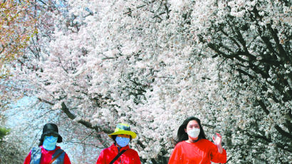 [사진] 어느새 봄, 벚꽃 활짝