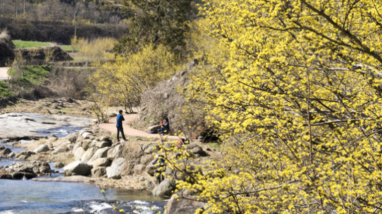 경주 확진자와 구례 산수유마을 꽃놀이한 부산 2명,경남 1명 확진