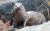 천연기념물 제330호이자 멸종위기 야생생물 1급인 어린 수달. [중앙포토]