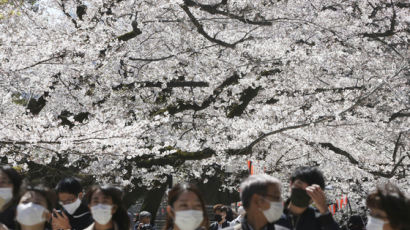 내년 도쿄올림픽은 벚꽃올림픽? 쉽지 않다