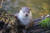 우리에게 친근한 수달은 수난의 역사를 가지고 있으나 고맙게도 잘 버텨온 동물중 하나다. 유라시안수달은 족제비과 동물 중에서 수중생활에 가장 잘 적응된 신체구조를 가진다. [사진 pixabay]