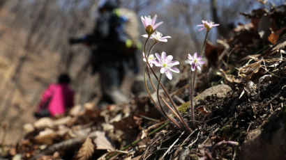 [서소문사진관] 빼앗긴 봄에도 꽃은 피었다. '활짝 핀 청계산 야생화'