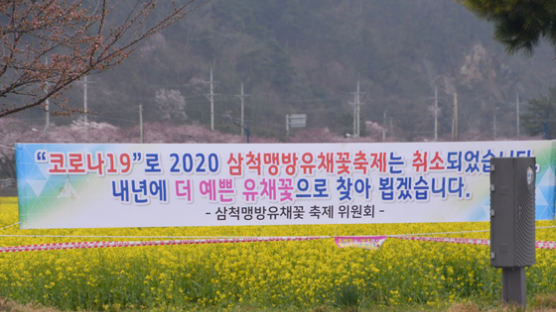 진해 이어 강릉 ‘벚꽃 엔딩’···삼척도 유채꽃밭 가는 길 막았다