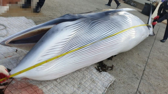 부산서 출항 중 밍크고래 사체 발견한 어민…"바다의 로또"