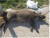 강원도 양구에서 ASF 멧돼지가 처음으로 발견됐다. 사진은 지난해 10월 발견된 ASF 멧돼지 폐사체의 모습. [사진 환경부]