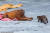아기 오랑우탄 베라니가 벨기에 브뤼겔레트 파이리 다이자 동물원 유인원관에서 수달과 놀고 있다. [사진 파이리 다이자 동물원=데일리메일 캡처]