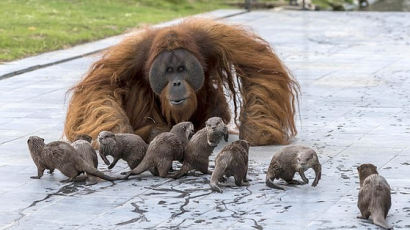 [서소문사진관] "어서와 우리집은 처음이지?" 수달 가족 맞는 오랑우탄 가족