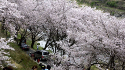 아쉬운 벚꽃, 너무 빨리 흐른다···봄꽃 축제도 ‘드라이브 스루’