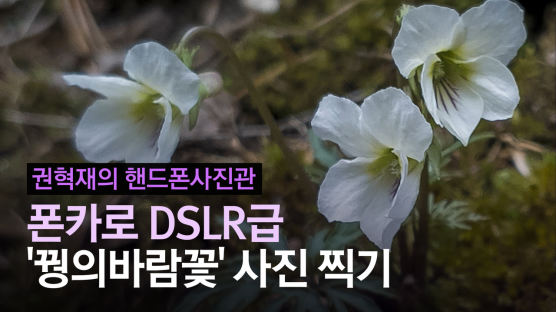 [권혁재 핸드폰사진관]폰카로 DSLR급 야생화 사진찍기, '봄 산들꽃의 꽃밭' 천마산 야생화