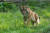 코로나19 확진된 뉴욕 동물원 호랑이 나디아.