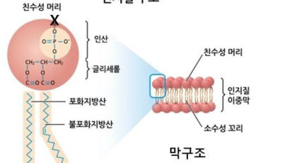 [더오래] 인지질 먹어야 한다고? 우리 몸 속에 있는 건데