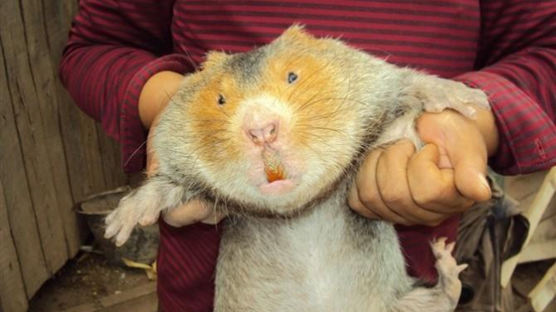 중국 양식 중인 대나무쥐 2500만 마리 몰살 위기 왜
