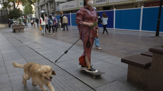 중국 도시들, 개·고양이 식용 금지···동물가치 20배 벌금부과