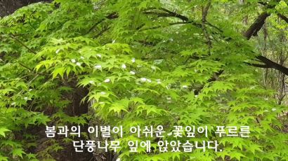 봄비 내리는 서울 안산자연공원