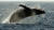 혹등고래는 차가운 북극바다에서도 종종 출몰한다. [AP=연합] 
