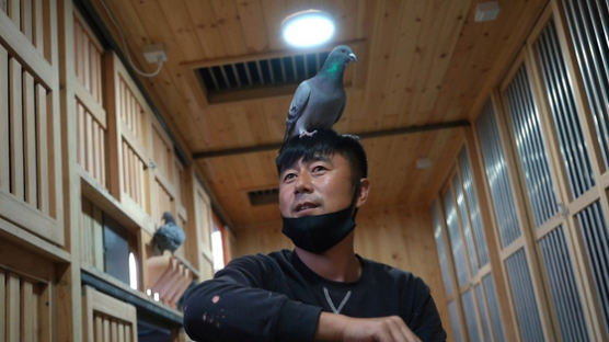 비둘기에 연간 1억 지출? 중국 부자들의 이색 취미