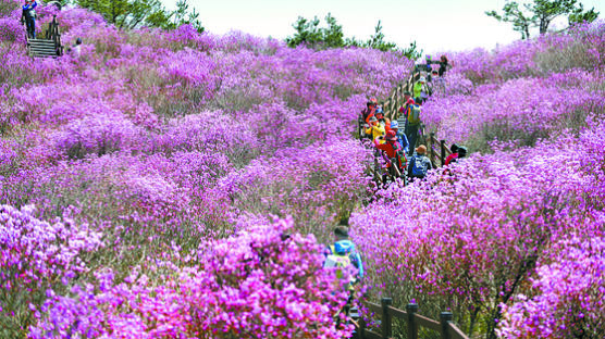 [한 컷] 참꽃 만개한 비슬산, 올해 축제는 취소