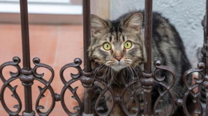 뉴욕서 고양이 2마리 코로나 양성… "美 반려동물 첫 감염" 