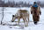 러시아 북극지역에서 전통복장을 입은 원주민과 순록. 이곳 사람들에게 순록은 가축 이상의 의미를 가지고 있다. [TASS=연합뉴스] 