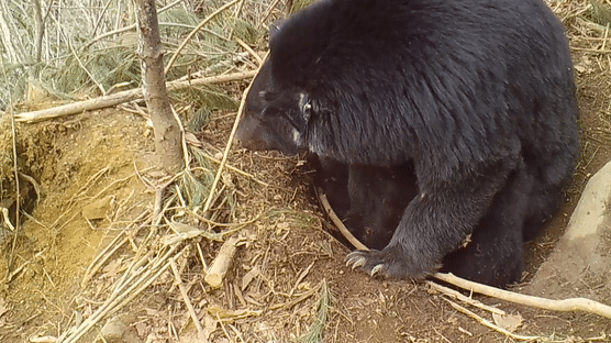 새끼에 젖 먹이는 멸종위기 반달가슴곰…지리산서 3마리 출산