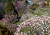 충남 태안 천리포수목원은 800종이 넘는 목련을 보유하고 있다. 사진은 일반인 비공개지역인 목련원이다. 예년까지는 4월 목련축제 기간에 한시적으로 개방했으나 올해는 코로나19 탓에 축제를 열지 않았다. [사진 천리포수목원]