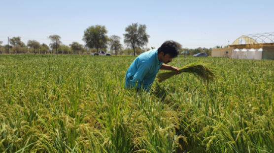 UAE 사막에 한국 쌀 재배 성공…한국보다 잘 난다