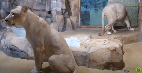 대구 수성구의 한 동물원. 코로나19로 동물원 경영난이 심해지자, 먹이를 배불리 먹지 못한 사자가 갈비뼈가 보일 정도로 말라 있다. [사진 정브르 유튜브 캡처]