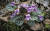 명지계곡 알록제비꽃