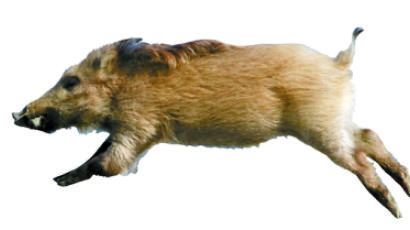 1900마리 야생 멧돼지 사체서 기름·뼈 분리해 퇴비화