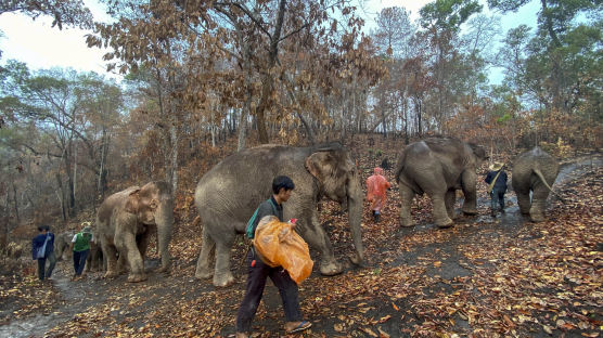 [서소문사진관]코로나로 실직(?)한 태국 코끼리들 고향으로 돌아갔다