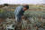 멕시코 아가베 농장 모습. 테킬라의 주원료인 선인장의 종류 아가베는 멕시코에서만 자란다. [AP=연합뉴스]