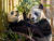얼순과 따마오가 낳은 아기 판다인 '지아 판판'과 '지아 웨웨'가 캘거리 동물원에서 대나무를 먹고 있다. 사진은 2019년 촬영된 것. [신화=연합뉴스]