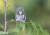 캐나다 밴쿠버섬 작은 나무가지에 앉은 피그미 올빼미가 윙크를 하는 듯한 모습. [사진 Comedy Wildlife Photography Awards 2020] 