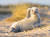 영국 링컨셔 한 해변에 누워있는 바다표범 한 마리가 머리를 긁적거리고 있다. [사진 Comedy Wildlife Photography Awards 2020]
