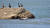 지난 6일 서해 백령도 물범바위에서 쉬고 있는 점박이물범. [사진 환경안보아카데미]
