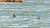 지난 6일 서해 백령도 연봉바위 주변 바다에 나타난 점박이물범. [사진 환경안보아카데미]
